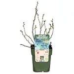 Arándano: ¿Árbol o Arbusto? Análisis y Comparativa de sus Beneficios Naturales