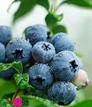 Guía de compra: descubre los beneficios del arándano azul planta y encuentra el mejor producto natural para ti