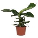 Análisis de los mejores productos naturales elaborados a partir de la planta musa