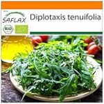 Comparativa de las Mejores Variedades de Rúcula Silvestre: ¡Descubre el Sabor Natural que Ofrece la Naturaleza!