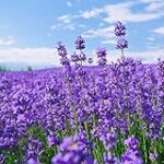 Análisis y comparativa de las 5 mejores semillas de lavanda para aromaterapia