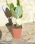 Toda la información que necesitas para el cuidado de la musa acuminata: análisis y comparativa de los mejores productos naturales