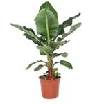 Guía de los mejores productos naturales para el cuidado del platanero en tu jardín